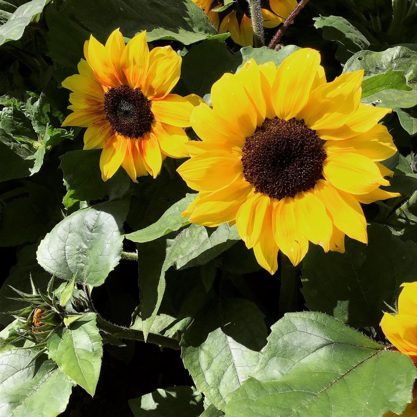 Helianthus, Zonnebloem Zohar F1 (BIO) - Zaden