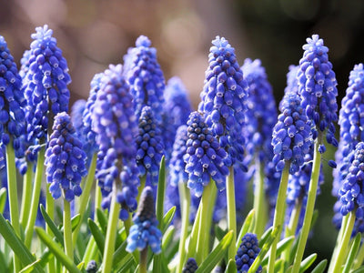 Muscari Armeniacum - 100 stuks