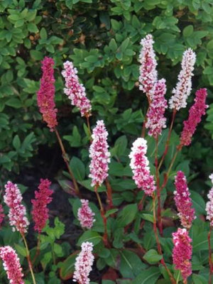 Adderwortel (Persicaria bistorta 'Darjeeling Red')