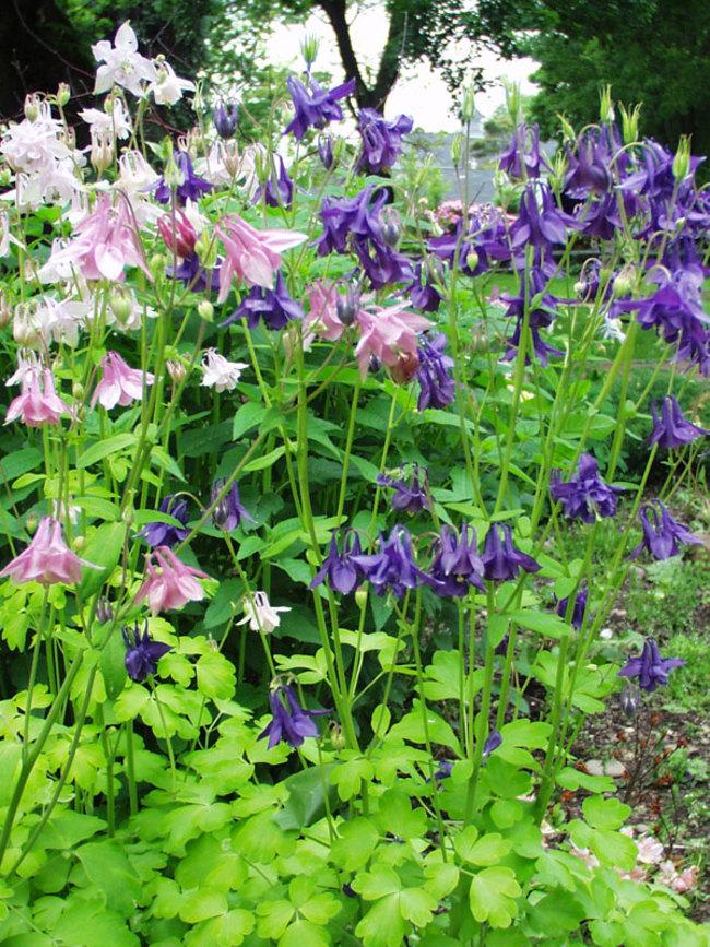 Akelei (Aquilegia 'Biedermeier') - Tuinplanten