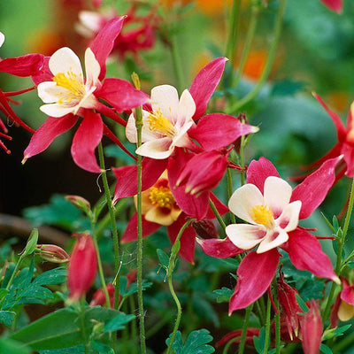 Akelei (Aquilegia 'Crimson Star')