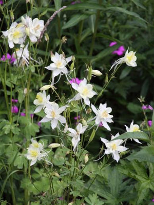 Akelei (Aquilegia 'Kristall')