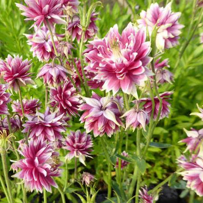 Akelei (Aquilegia 'Nora Barlow')