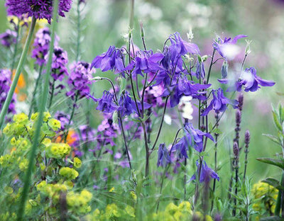 Akelei (Aquilegia alpina)