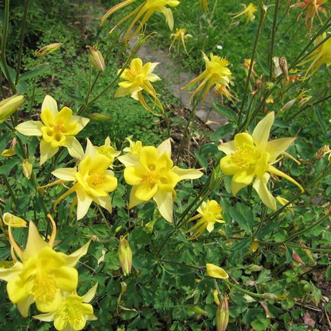 Akelei (Aquilegia chrysantha 'Yellow Queen')