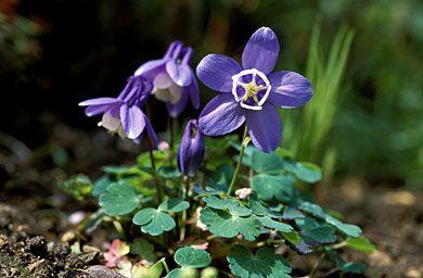 Akelei (Aquilegia flabellata 'Ministar')