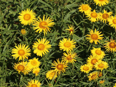 Alant (Inula ensifolia)