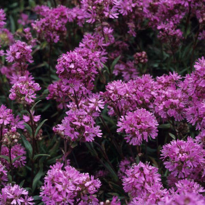 Alpenpekanjer (Lychnis alpina)