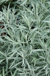 Alsem (Artemisia ludoviciana 'Silver Queen')