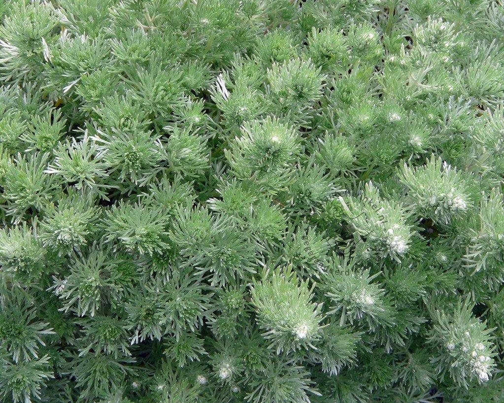 Alsem (Artemisia schmidtiana 'Nana') - Tuinplanten