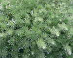 Alsem (Artemisia schmidtiana 'Nana')