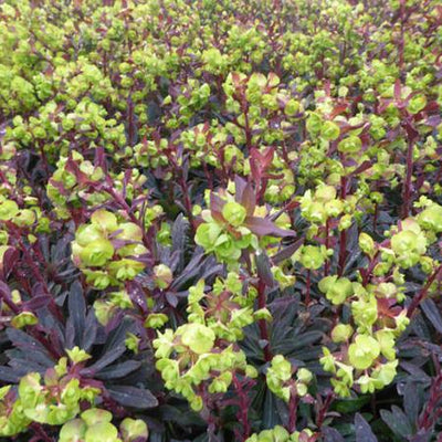 Amandelwolfsmelk (Euphorbia amygd. 'Purpurea')