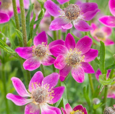 Anemoon (Anemone Annabella 'Deep Rose')