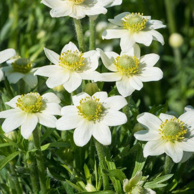 Anemoon (Anemone Annabella 'White')