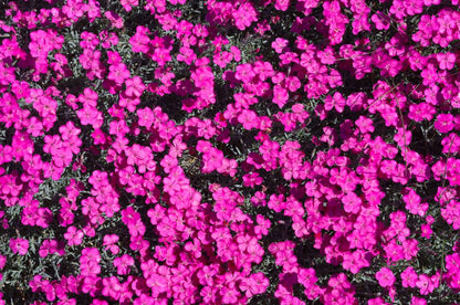 Anjer (Dianthus grat. 'Badenia') - Tuinplanten