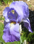 Baardiris (Iris (G) 'Empress of India')