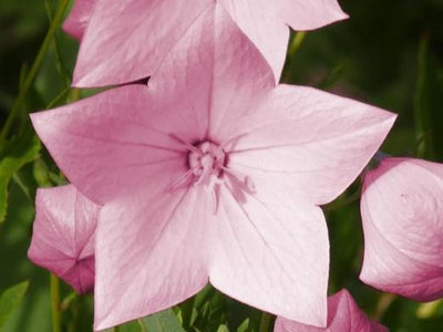 Ballonbloem (Platycodon grand. 'Shell Pink')