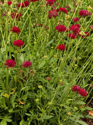 Beemdkroon (Knautia macedonica)