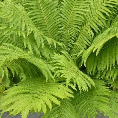 Beker varen (Matteucia struthiopteris)