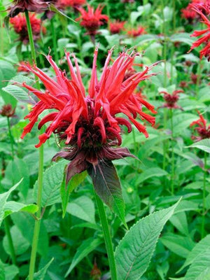 Bergamotplant (Monarda 'Cambridge Scarlet')