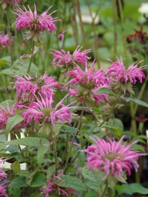 Bergamotplant (Monarda 'Croftway Pink')