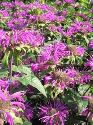 Bergamotplant (Monarda 'Prärienacht')