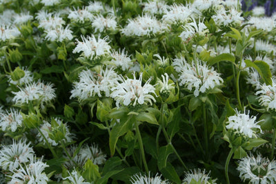 Bergamotplant (Monarda 'Schneewittchen')