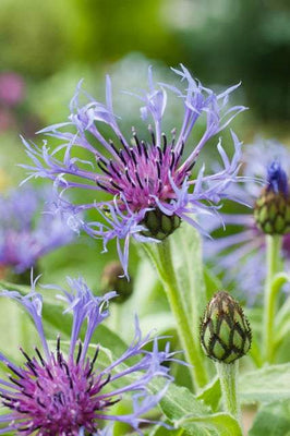 Bergkorenbloem (Centaurea montana)