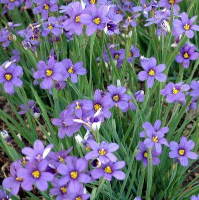 Bieslelie (Sisyrinchium angustifolium)