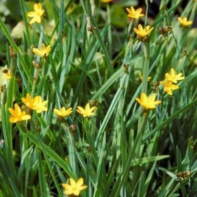 Bieslelie (Sisyrinchium californicum)