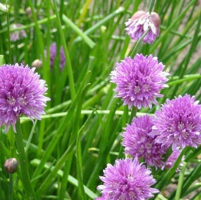 Bieslook (Allium schoenoprasum)