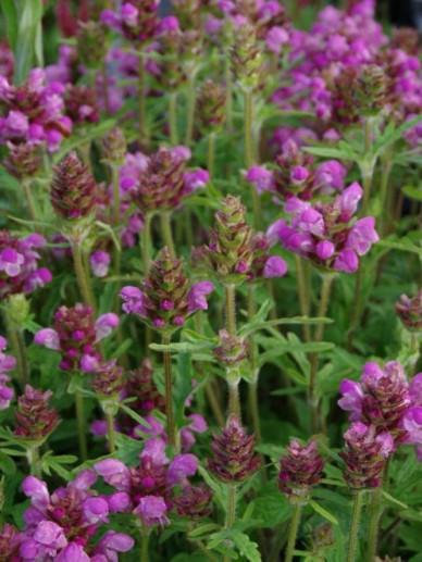 Bijenkorfje (Prunella 'Bella Rose') - Tuinplanten