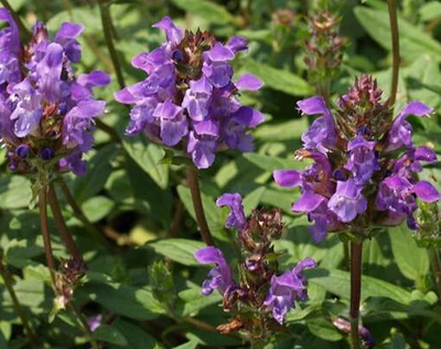 Bijenkorfje (Prunella grandiflora)