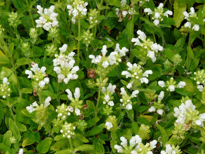 Bijenkorfje (Prunella grandiflora 'Alba')
