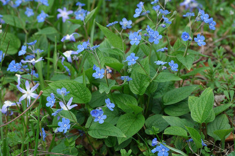Blauwe onschuld (Omphalodes verna)