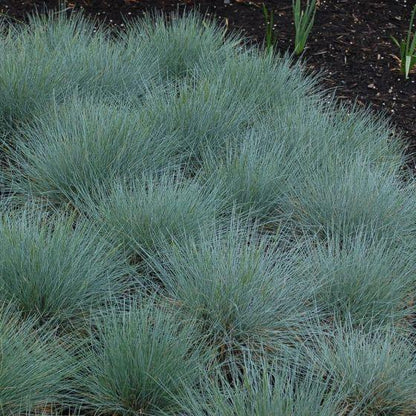 Blauw schapengras (Festuca glauca) - Tuinplanten