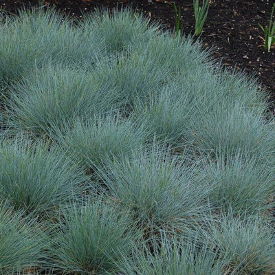 Blauw schapengras (Festuca glauca)