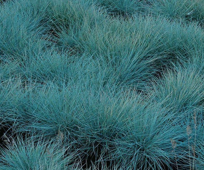 Blauw schapengras (Festuca glauca 'Elijah Blue)