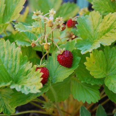 Bosaardbei (Fragaria vesca 'Alexandria')