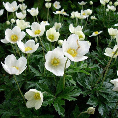 Bosanemoon (Anemone sylvestris)