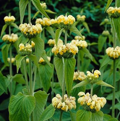 Brandkruid (Phlomis russelania)