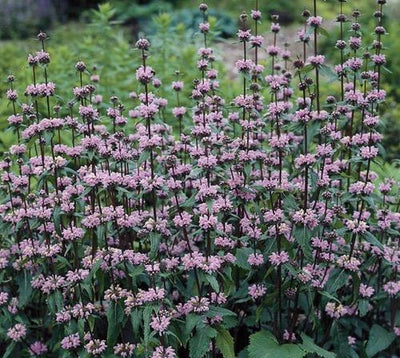 Brandkruid (Phlomis tub. Amazon)