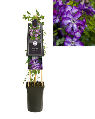 Klimplant Clematis vit. Super Nova PBR (Bosrank)