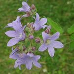 Celtis bladig klokje (Campanula lactiflora 'Prichard Var')