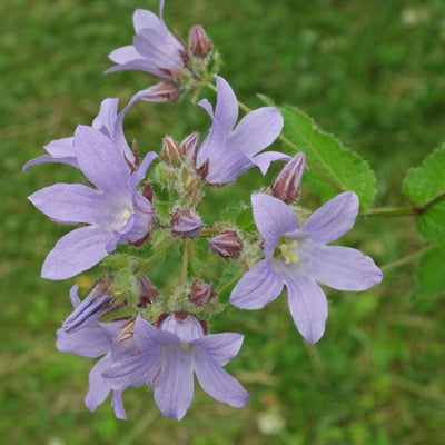 Celtis bladig klokje (Campanula lactiflora 'Prichard Var')