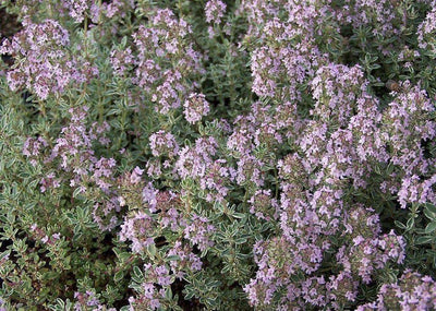 Citroentijm (Thymus citriodorus 'Silver Queen')