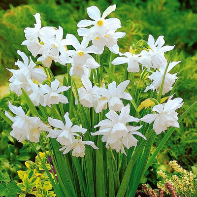 Narcis Mini Thalia - 20 stuks