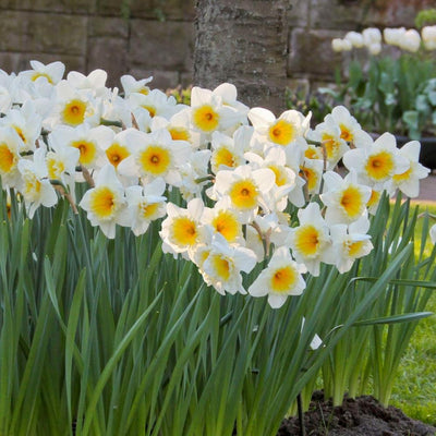 Narcis Ice Follies - 15 stuks