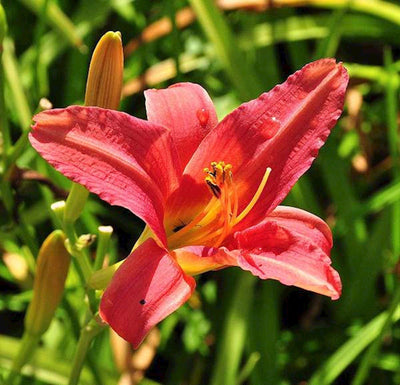 Daglelie (Hemerocallis 'Pink Damask')