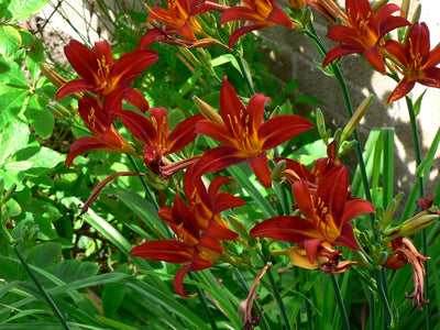 Daglelie (Hemerocallis 'Sammy Russell')